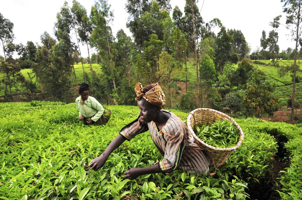 farming-1