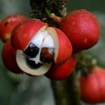guarana-fruit-img-e1474091245117