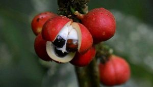 guarana-fruit-img-e1474091245117