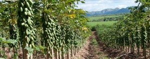 papaya_plantation