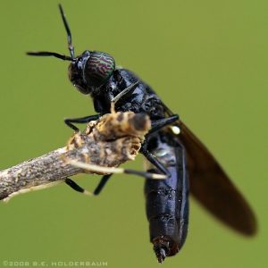 ANT