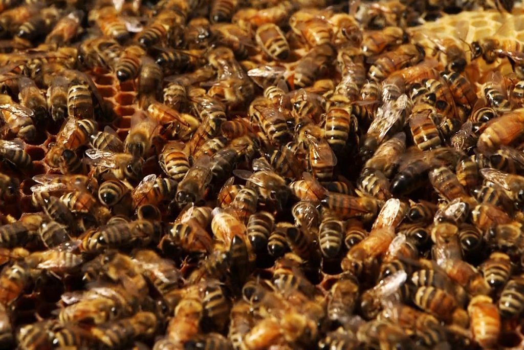 Bee
