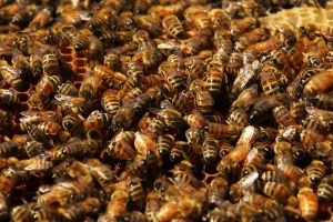 Bee