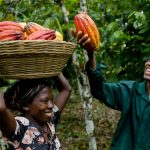 Cocoa farmers pledge to support Edo APC