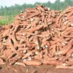 cassava2