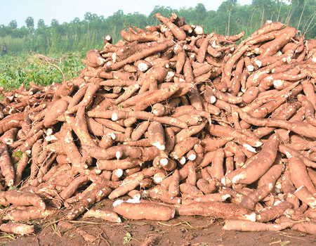 cassava2