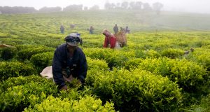 NIRSAL, CBN and Anchor Borrowers Programme