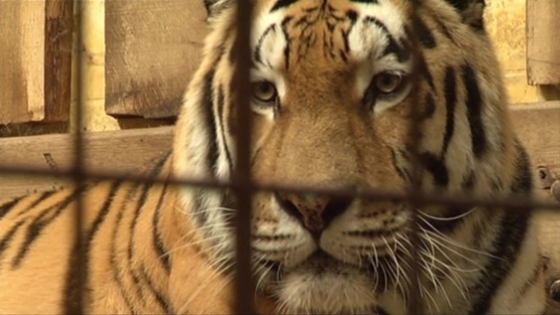 tiger attack