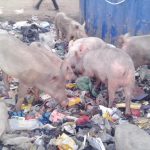 Refuse heaps lure pigs to Lagos roads