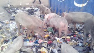 Refuse heaps lure pigs to Lagos roads