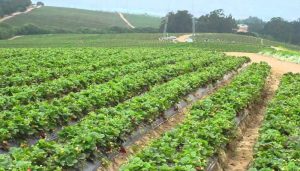 Agriculture