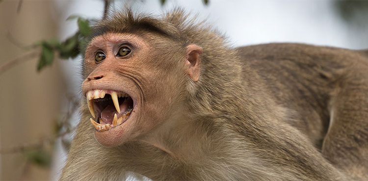 Monkey-750×369