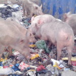 Pigs rummaging a refuse dump for food