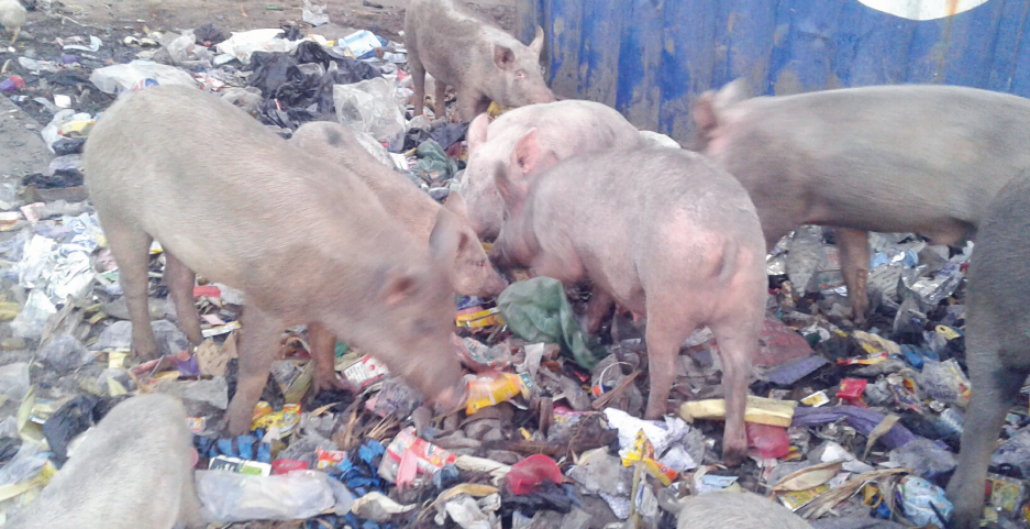 Pigs rummaging a refuse dump for food
