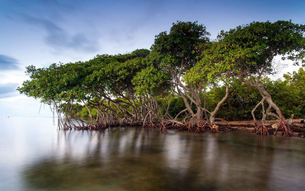 The-mangrove-forests-of-the-lake-scenery_1920x1200