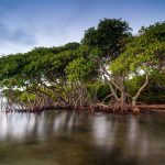 The-mangrove-forests-of-the-lake-scenery_1920x1200