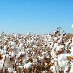 cottonslide1