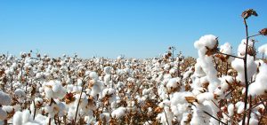 cottonslide1