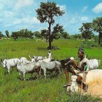 open grazing