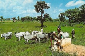 open grazing