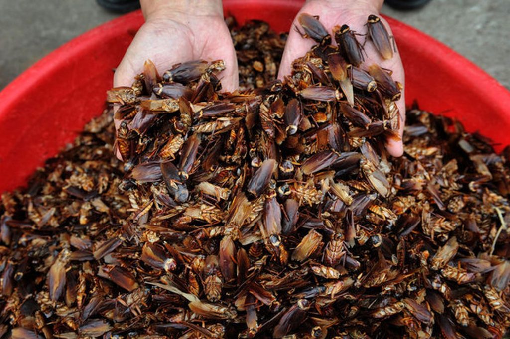 Cockroaches