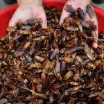 Cockroaches