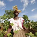 african-cotton-1170×780