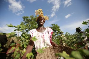 african-cotton-1170×780