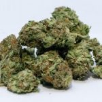 Cannabis