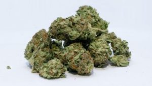 Cannabis