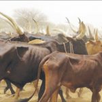Fulani nomad during grazing