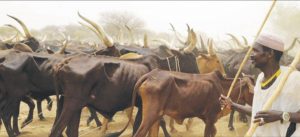 Fulani nomad during grazing