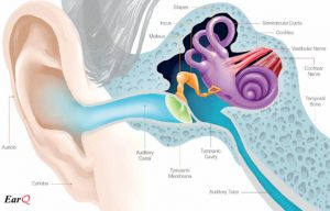 Ear