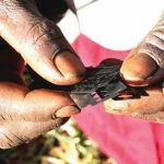 Female genital mutilation – The trauma, health hazards