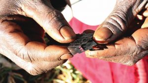 Female genital mutilation – The trauma, health hazards