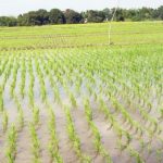 Kebbi rice farm