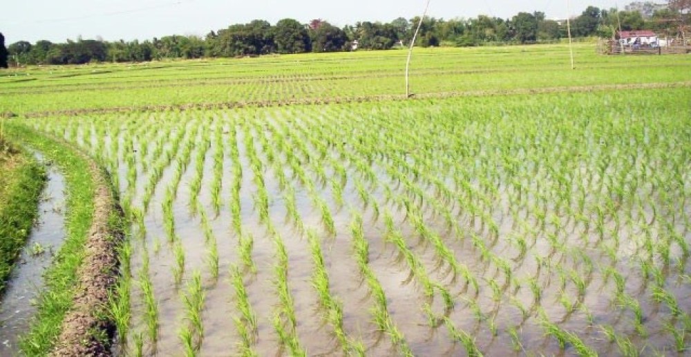 Kebbi rice farm