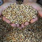 Deadly sniper-treated beans: Matters arising