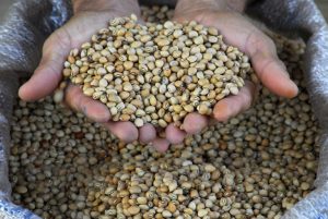 Deadly sniper-treated beans: Matters arising