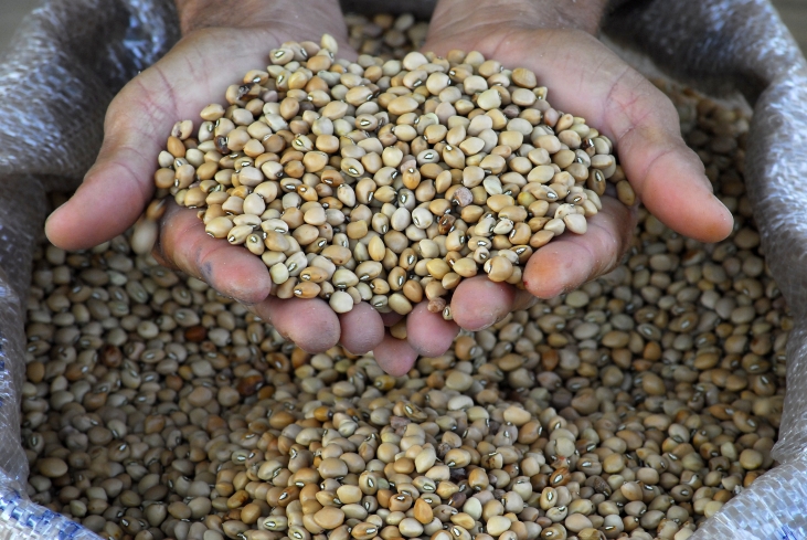 Deadly sniper-treated beans: Matters arising