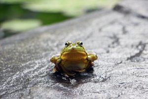 Amazing: Japanese experts say frog calls may help improve telecom technology