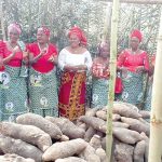 Women farmers displaying their yams.