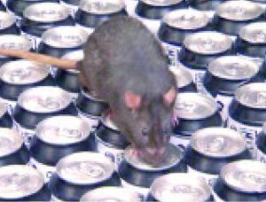 rat can