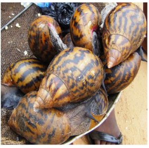 snails