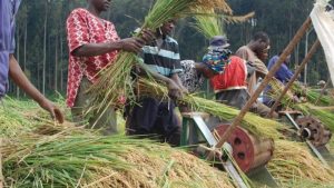 FG supports rice farmers