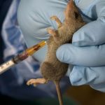 Lassa-fever-653×365