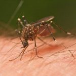 Mosquito-e1496731426851