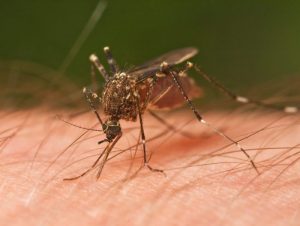 Mosquito-e1496731426851
