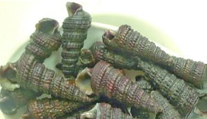 Snail