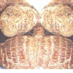 Cocoyam